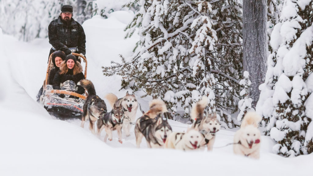 An exotic nature adventure with huskies and reindeer 