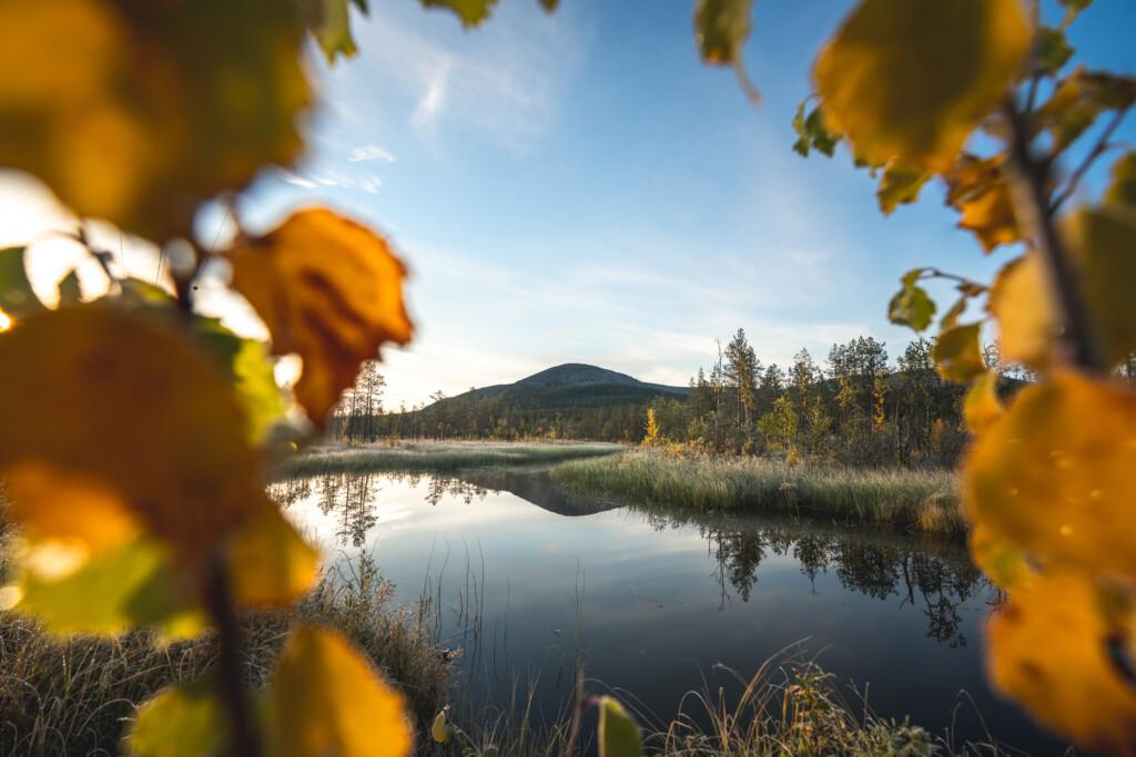 Etualalla ruskan keltaiseksi värjäämät koivut, Kesänkijoki ja taustalla Yllästunturiin kuuluvan Kellostapulin huippu.