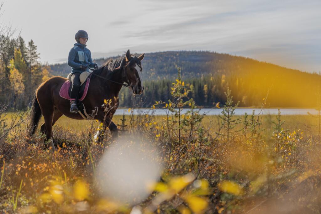Ratsastaja hevosen selässä, taustalla järvi ja Kuertunturi. Maisema on ruskan keltaisissa sävyissä.