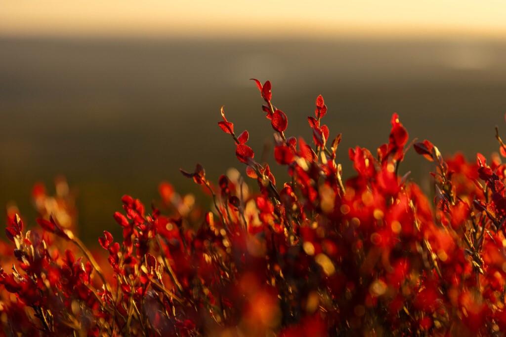 Foreground filled with glowing red bilberry shrubs. In the background, a soft-focus horizon and warm sunlight.