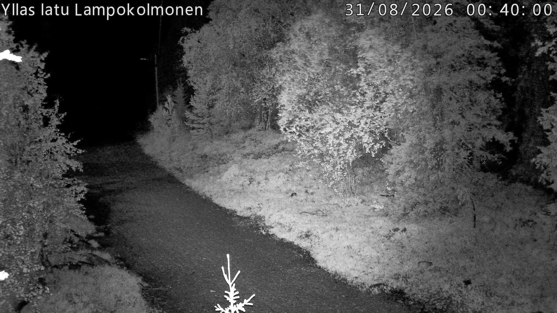 Hiihtolatu ja kuntorata metsän keskellä. Pimeään aikaan aamusta iltaan valaistu.